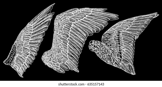 Hand drawn illustration of bird wings. Card, poster, t-shirt, smart phone, CD print design. Vector set.