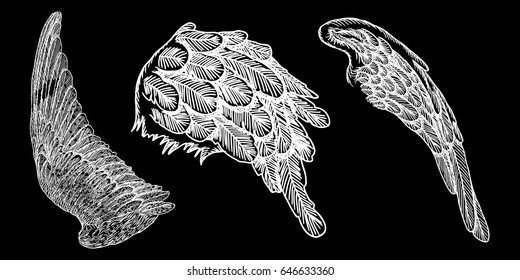 Hand drawn illustration of bird wings. Card, poster, t-shirt, smart phone, CD print design. Vector set.