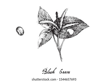 Hand Drawn Illustration of Black Grams, Vigna Mungo, Urad Bean or Minapa Pappu, Good Source of Dietary Fiber, Vitamins and Minerals.