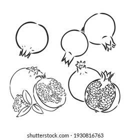 Hand drawn illustration. Black and white vector sketch. Highly deteiled drowing of the Garnet.