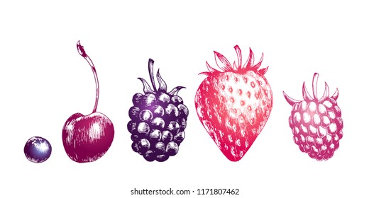 Hand drawn illustration of blackberry, bluberry, raspberry, strawberry and cherry isolated on white background. Vector engraving fruit set.