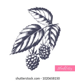 Hand drawn illustration of blackberry on a branch with leaves isolated on white background. Vector engraving fruit sketch.