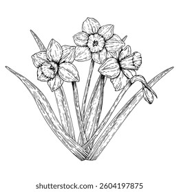 A hand drawn illustration of a blooming daffodil bouquet with long leaves. Monochrome ink sketch in vintage line art style. Perfect for spring designs, Easter decor, and 8 March greeting cards.
