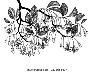 Hand drawn illustration of blooming Styrax isolated on white background. Tropical plant with leaves and flowers in sketch style. Perfumery and cosmetics ingredient drawing. Ornamental garden design