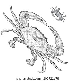 Hand Drawn Illustration of a Blue Crab