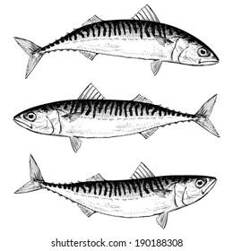 Hand Drawn Illustration of a Blue Mackerel (Slimy Mackerel)