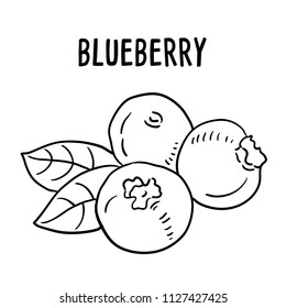 Hand drawn illustration of Blueberry.