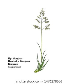 Hand drawn illustration of Bluegrass, Ky bluegrass, Poa pratensis.