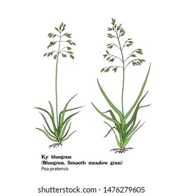 Hand drawn illustration of Bluegrass, Ky bluegrass, Poa pratensis. Meadow smooth grass.