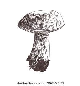 Hand drawn illustration of bolete mushroom. Vector vintage drawing of autumn element.