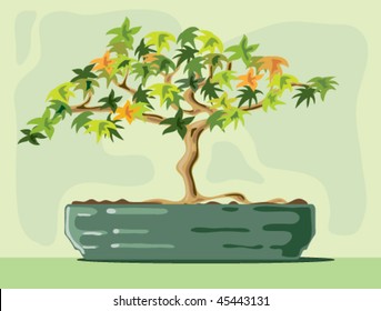 hand drawn illustration of a bonsai acer tree in a green pot