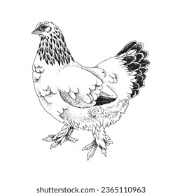 Hand drawn illustration of Brahma chicken