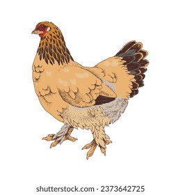 Hand drawn illustration of Brahma chicken