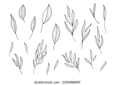 Hand drawn illustration of branches and leaves. Design elements