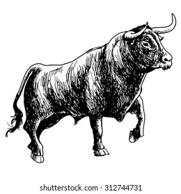 hand drawn illustration of bull on white background