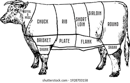 Hand drawn illustration of a bull with steak cuts shown on animal's body using line drawing