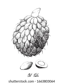 Handgezeichnete Illustrationssträuße aus Ölpalme, Bierfett oder Elaeis Guineensis Früchte, ein Antioxidant reiches Kräutergut, das zur Verbesserung der Prostatagesundheit eingesetzt wurde.