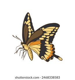 hand drawn illustration of butterfly with color