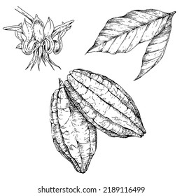 hand drawn illustration of cacao plants in engraved style, isolated on white background