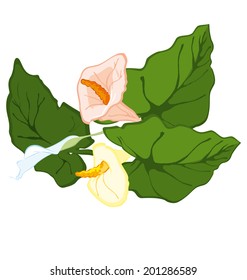 Hand drawn illustration of calla lily blooms flowers isolated on white. 