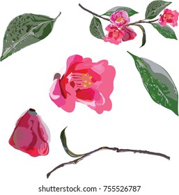 Hand drawn illustration of Camellia flowers and leaves