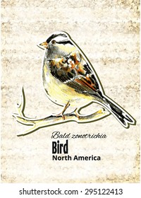 Hand drawn illustration of a card bird of North America