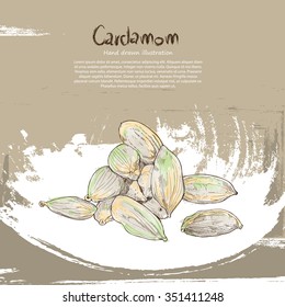 Hand drawn illustration of Cardamom seed. 