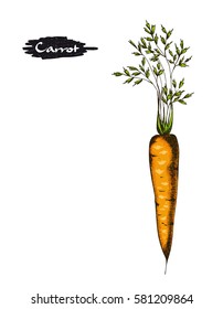 Hand drawn illustration of carrot.