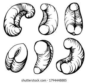 Hand drawn illustration of cashew nuts and shell nuts. Handwritten graphic technique