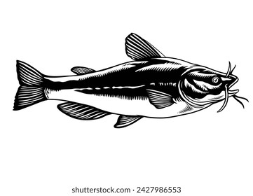 Hand Drawn Illustration Catfish in Black and White Isolated