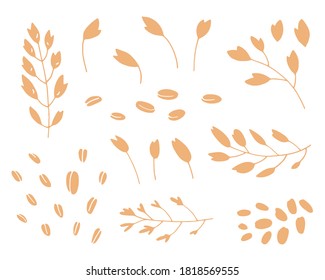 Hand drawn illustration of cereal plants, agriculture industry organic crop products for oat groats flakes, oatmeal packaging design. 