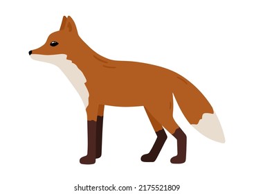 Hand drawn illustration with charming fox. Cute forest character. Vector lovely fox in flat style isolated on white background. Cartoon woodland creature. Childish colorful illustration