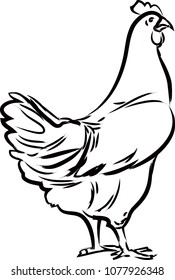 hand drawn illustration chicken