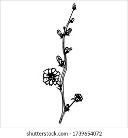 Dibujo manual de Cichórium. Esquemas de vector de achicoria. Lineart. Arte simple. Flor de Succory aislada. Planta agrícola.