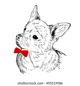 hand drawn illustration of chihuahua dog. sketch of animal, isolated realistic vector