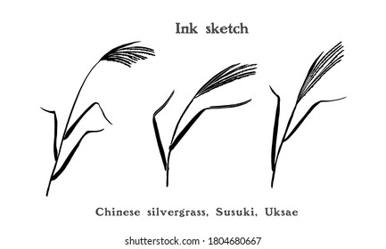 Hand drawn illustration of chinese silver grass, or Korean uksae, Susuki grass. Black silhouette. Ink sketch.