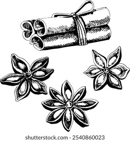 Hand drawn illustration of cinnamon sticks and anise stars. Vector EPS 10. Culinary graphic elements, food ingredients, spice drawing, idea for Christmas graphics, ingredients for mulled wine