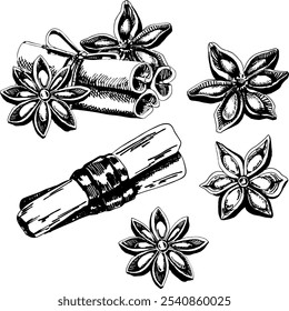 Hand drawn illustration of cinnamon sticks and anise stars. Vector EPS 10. Culinary graphic elements, food ingredients, spice drawing, idea for Christmas graphics, ingredients for mulled wine