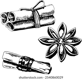Hand drawn illustration of cinnamon sticks and anise stars. Vector EPS 10. Culinary graphic elements, food ingredients, spice drawing, idea for Christmas graphics, ingredients for mulled wine
