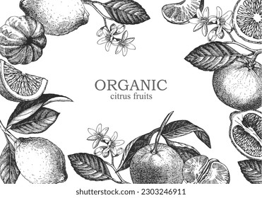 Hand drawn illustration with citrus fruits. Lemon, orange, mandarin. Vector. Organic citrus fruits