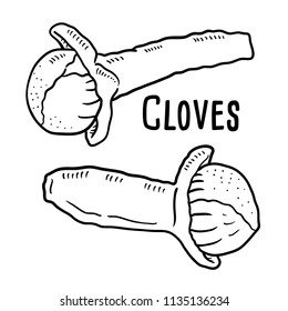 Hand drawn illustration of cloves.