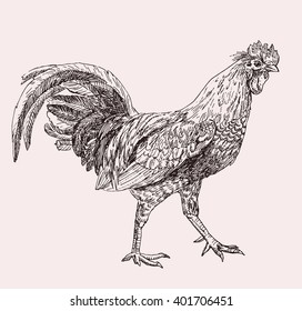 Hand drawn illustration of cock