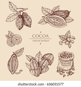 Hand drawn illustration cocoa set. Vector scetch.Vintage illustration. Botanical illustration of engraved cocoa beans.Use for cosmetic package, shop, store, products, identity, branding, label.