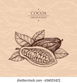 Hand drawn illustration cocoa. Vector scetch.Vintage illustration. Botanical illustration of engraved cocoa beans. Use for cosmetic package, shop, store, products, identity, branding, label.