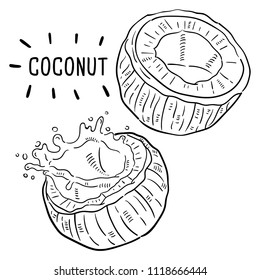 Hand drawn illustration of coconut.