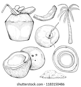hand drawn illustration  of coconut set.