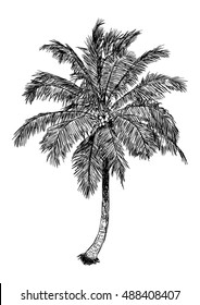 hand drawn illustration of coconut tree. sketch of palm tree, isolated realistic plant vector