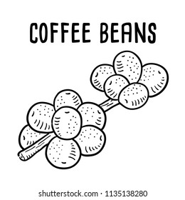Hand drawn illustration of coffee beans.