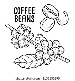 Hand drawn illustration of coffee beans.