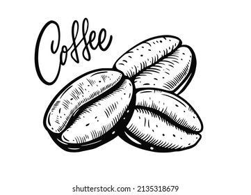A hand drawn illustration of coffee beans with the word Coffee above them in a vintage sketch style.